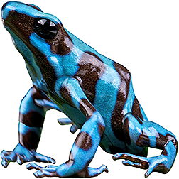 Super Blue Auratus